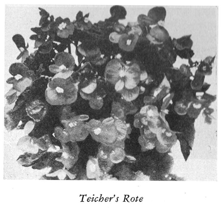 B. ‘Teicher’s Rote’